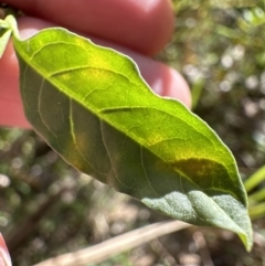 Solanum pseudocapsicum at Kangaroo Valley, NSW - 19 Jun 2023