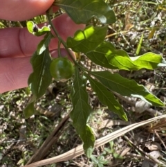 Solanum pseudocapsicum at Kangaroo Valley, NSW - suppressed