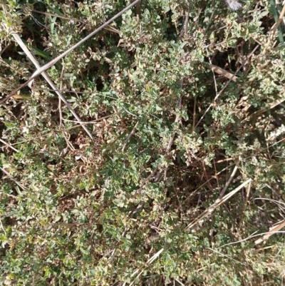 Atriplex semibaccata (Creeping Saltbush) at Symonston, ACT - 20 Jun 2023 by CallumBraeRuralProperty