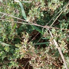 Atriplex semibaccata at Symonston, ACT - 20 Jun 2023