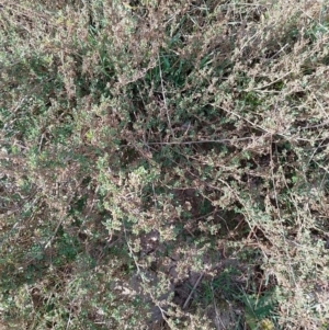 Atriplex semibaccata at Symonston, ACT - 20 Jun 2023