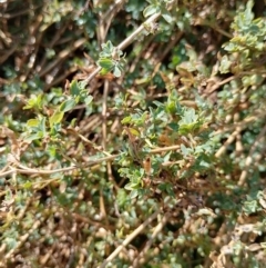 Atriplex semibaccata at Symonston, ACT - 20 Jun 2023