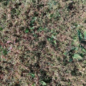 Persicaria prostrata at Symonston, ACT - 19 May 2023