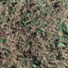 Persicaria prostrata (Creeping Knotweed) at Symonston, ACT - 19 May 2023 by CallumBraeRuralProperty