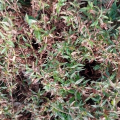 Persicaria prostrata at Symonston, ACT - 19 May 2023