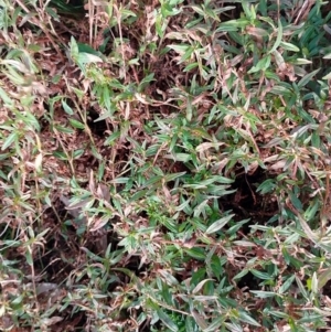 Persicaria prostrata at Symonston, ACT - 19 May 2023