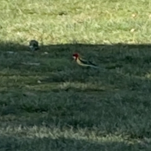 Platycercus eximius at Moss Vale, NSW - 19 Jun 2023 10:46 AM