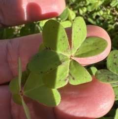 Oxalis pes-caprae (Soursob) at Kangaroo Valley, NSW - 19 Jun 2023 by lbradley