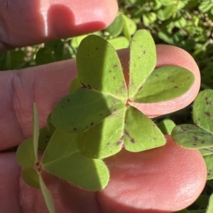 Oxalis pes-caprae at Kangaroo Valley, NSW - 19 Jun 2023