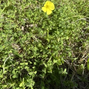 Oxalis pes-caprae at Kangaroo Valley, NSW - 19 Jun 2023