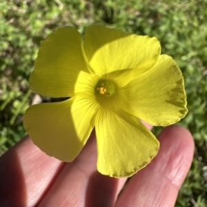 Oxalis pes-caprae at Kangaroo Valley, NSW - 19 Jun 2023