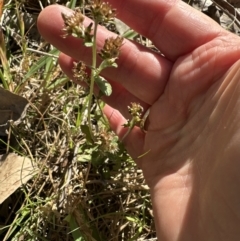 Gamochaeta sp. at Kangaroo Valley, NSW - suppressed