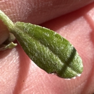 Gamochaeta sp. at Kangaroo Valley, NSW - suppressed