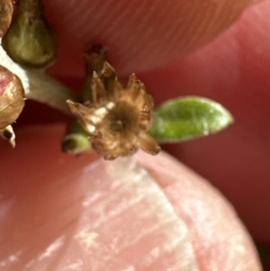 Gamochaeta sp. at Kangaroo Valley, NSW - suppressed