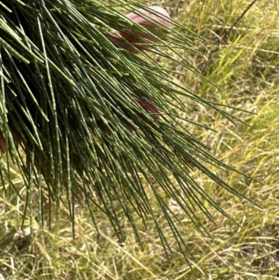 Allocasuarina littoralis (Black She-oak) at Kangaroo Valley, NSW - 19 Jun 2023 by lbradleyKV