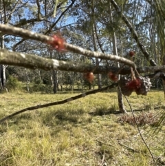 Allocasuarina littoralis at Kangaroo Valley, NSW - suppressed