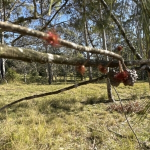 Allocasuarina littoralis at Kangaroo Valley, NSW - suppressed