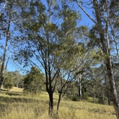 Allocasuarina littoralis at Kangaroo Valley, NSW - suppressed