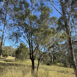 Allocasuarina littoralis at Kangaroo Valley, NSW - 19 Jun 2023