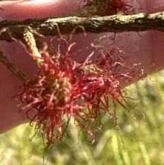 Allocasuarina littoralis at Kangaroo Valley, NSW - suppressed