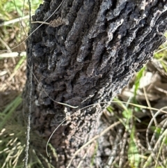 Allocasuarina littoralis at Kangaroo Valley, NSW - suppressed