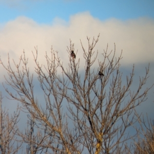 Acridotheres tristis at North Albury, NSW - 17 Jun 2023