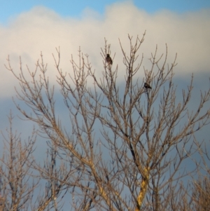 Acridotheres tristis at North Albury, NSW - 17 Jun 2023