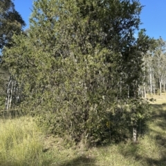 Melaleuca citrina at Kangaroo Valley, NSW - 19 Jun 2023