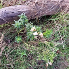 Antirrhinum majus (Snapdragon) at Mount Majura - 18 Jun 2023 by abread111