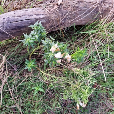 Antirrhinum majus (Snapdragon) at Mount Majura - 18 Jun 2023 by abread111