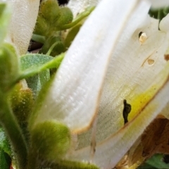 Antirrhinum majus at Watson, ACT - 19 Jun 2023 09:59 AM