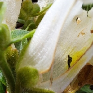 Antirrhinum majus at Watson, ACT - 19 Jun 2023 09:59 AM