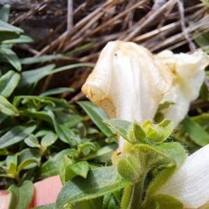 Antirrhinum majus at Watson, ACT - 19 Jun 2023 09:59 AM