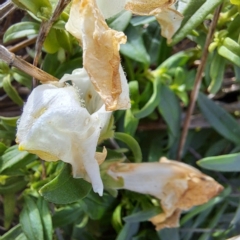 Antirrhinum majus at Watson, ACT - 19 Jun 2023 09:59 AM