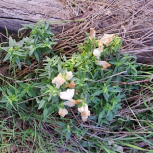 Antirrhinum majus at Watson, ACT - 19 Jun 2023