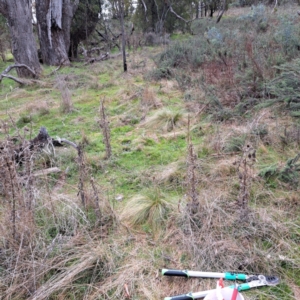 Nassella trichotoma at Watson, ACT - 19 Jun 2023