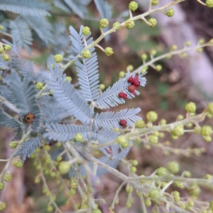 Acacia baileyana at Watson, ACT - 19 Jun 2023