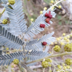 Acacia baileyana at Watson, ACT - 19 Jun 2023