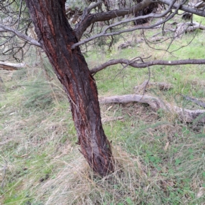 Acacia baileyana at Watson, ACT - 19 Jun 2023