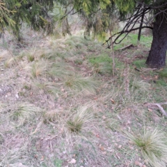 Nassella trichotoma (Serrated Tussock) at Watson, ACT - 19 Jun 2023 by abread111