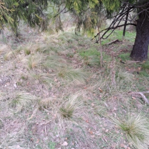 Nassella trichotoma at Watson, ACT - 19 Jun 2023