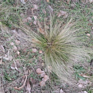 Nassella trichotoma at Watson, ACT - 19 Jun 2023