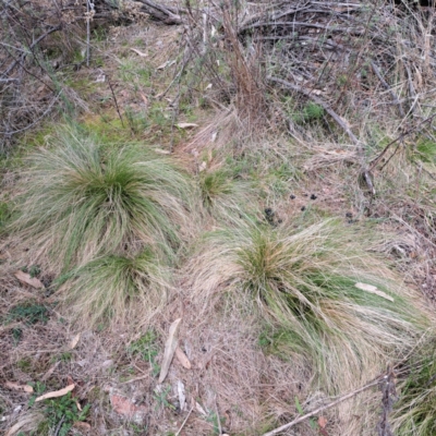 Nassella trichotoma (Serrated Tussock) at Watson, ACT - 19 Jun 2023 by abread111