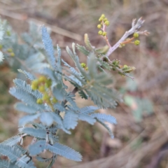 Acacia baileyana (Cootamundra Wattle, Golden Mimosa) at Watson, ACT - 19 Jun 2023 by abread111