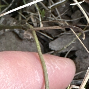 Clematis sp. at Kangaroo Valley, NSW - 19 Jun 2023