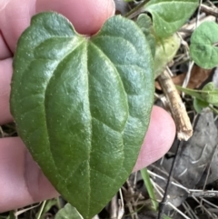 Clematis sp. at Kangaroo Valley, NSW - 19 Jun 2023