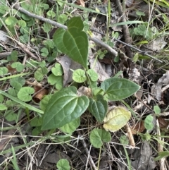 Clematis (genus) at Kangaroo Valley, NSW - suppressed