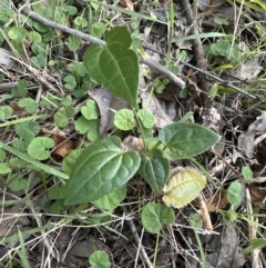 Clematis sp. at Kangaroo Valley, NSW - 19 Jun 2023