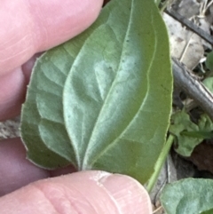 Clematis sp. at Kangaroo Valley, NSW - 19 Jun 2023