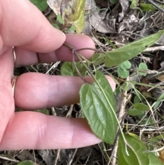 Clematis sp. at Kangaroo Valley, NSW - 19 Jun 2023